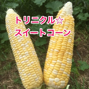 【収穫体験商品】トリニクル☆スイートコーン【畑で自ら収穫してみませんか】
