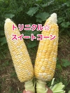 【収穫体験商品】トリニクル☆スイートコーン【畑で自ら収穫してみませんか】