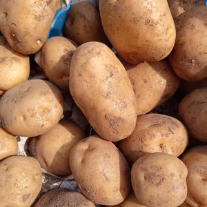 クレオパトラセット✨✨農薬と化学肥料を使わないで育てた野菜セット✨✨