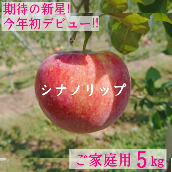 【ご家庭用5kg】シナノリップ 14〜20玉