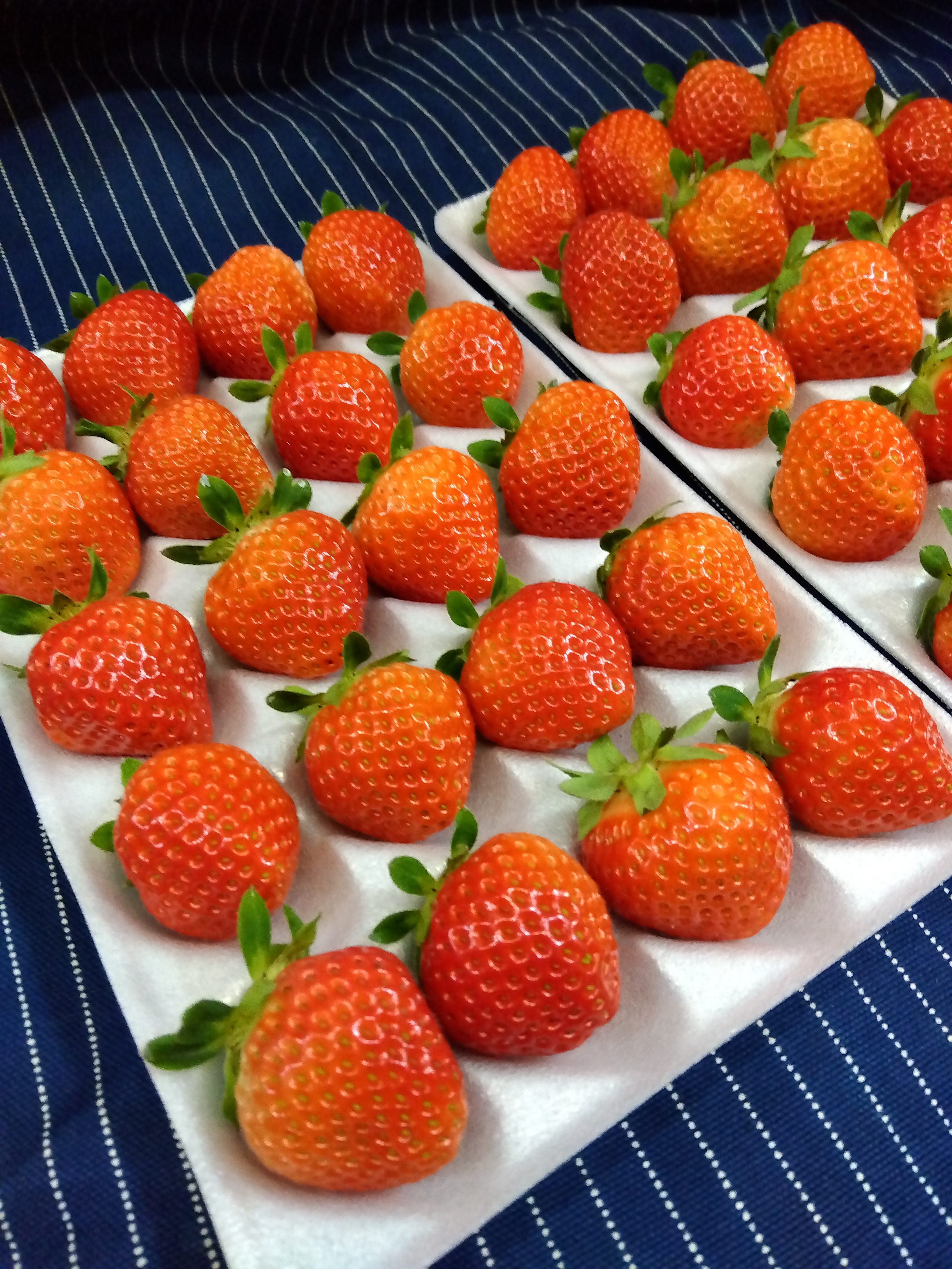 これからが旬！20玉2パック！夏秋いちご 青森県産 すずあかね 苺