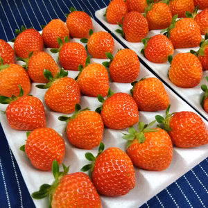 これからが旬！20玉2パック！夏秋いちご　青森県産　すずあかね　苺　夏いちご