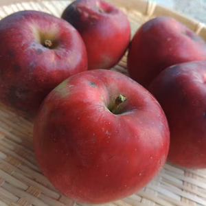 【自然栽培】【数量限定】酸味と甘みのバランスが美味しい！皮ごと食べられる紅玉リン