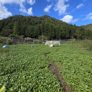 クレソン定期便