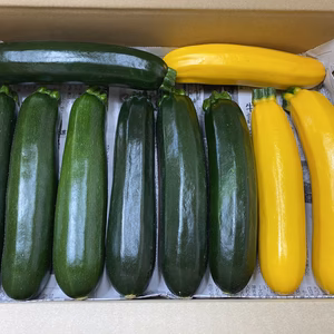 【クール便配送】群馬県産ズッキーニ10本　☆緑・黄色ミックス☆