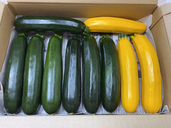 【常温配送】群馬県産ズッキーニ1箱につき10本　☆緑・黄色ミックス☆
