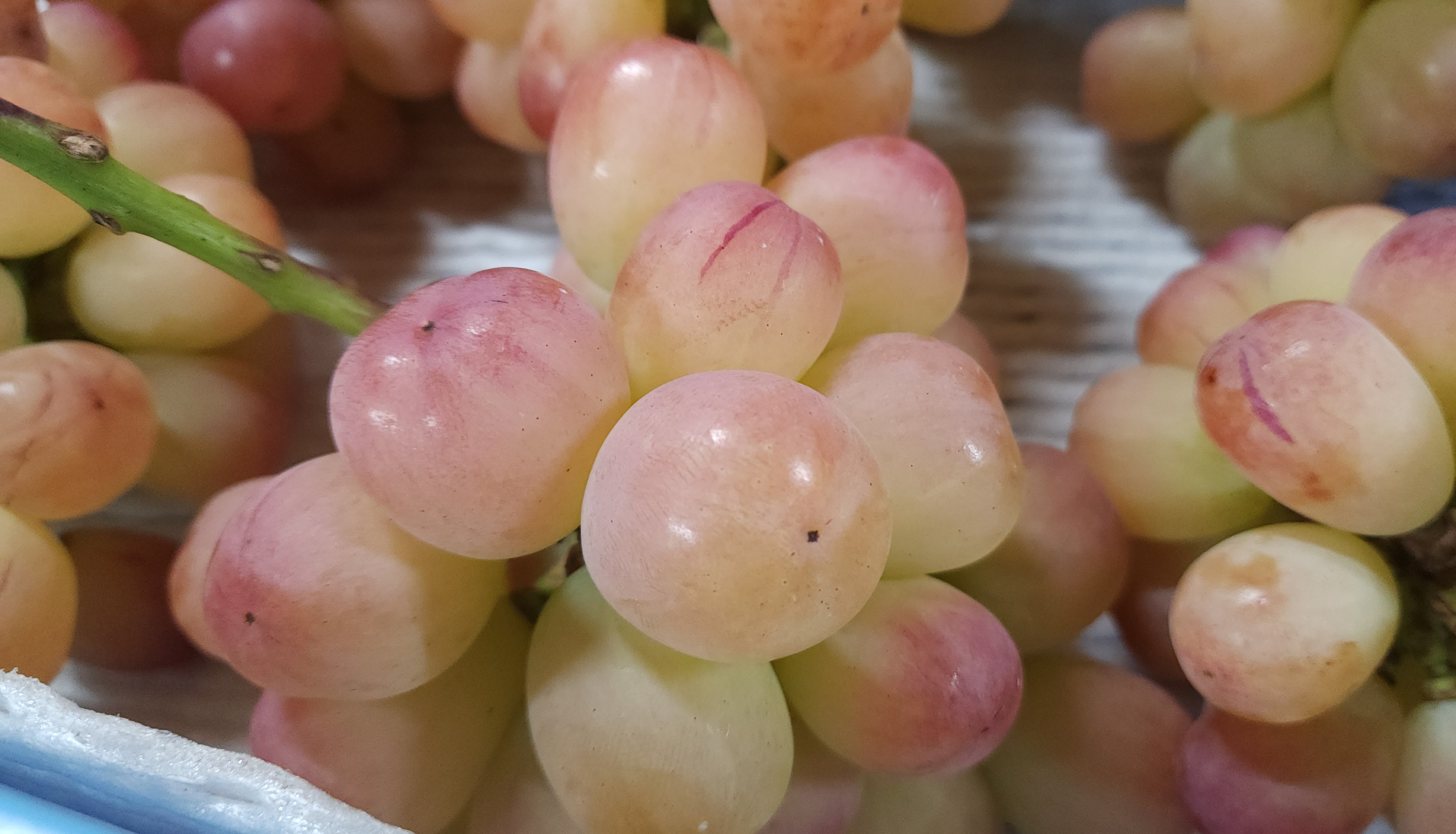 バイオレットキング4キロ箱 楽天市場】ぶどう バイオレット キングの通販