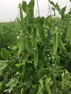 農薬、肥料不使用 自然栽培 スナップエンドウ1キロ ５月１９日頃までの出荷