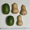 バターナッツ南瓜と冬瓜のセット　合計4kg入り　常温で保存できます。