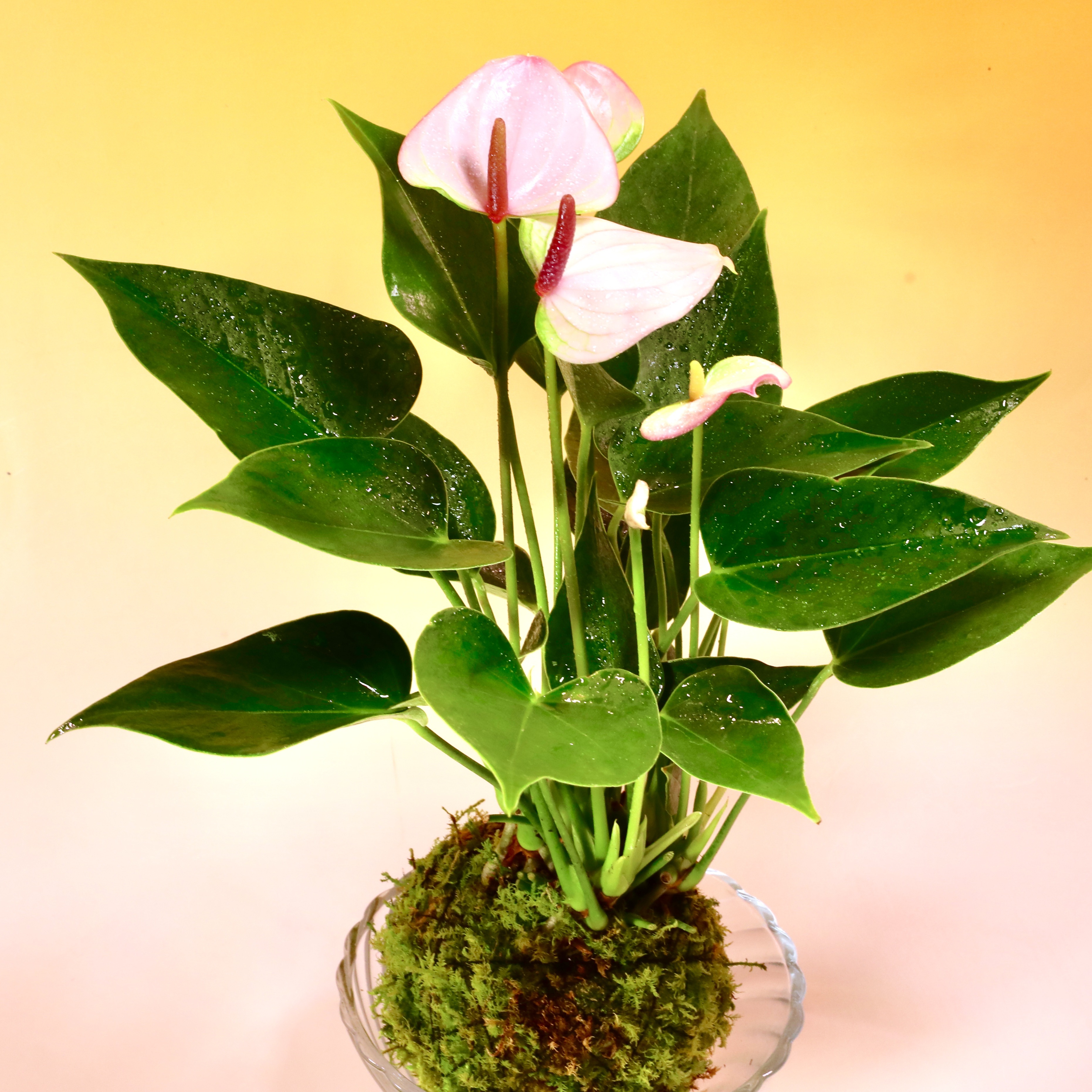 苔玉 アンスリューム リパピンク 高さ約35㌢ 重さ約500㌘