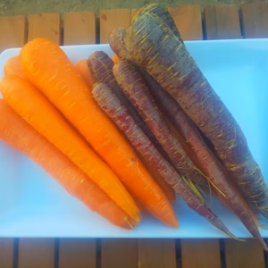 【期間限定60サイズ】『カラフルスティック人参2色合計1.8キロセット』