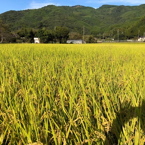 お米の旨味が味わえる特別栽培れんげ米ひのひかり