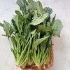ホウレン草 冬の定番ボードン(品種)おひたしやスムージーに/農薬不使用     