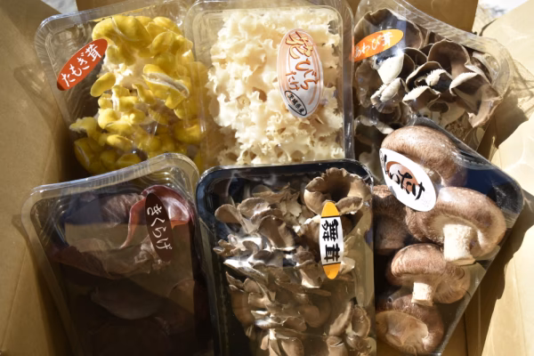 【お試しパック】６種のきのこセット【はなびらたけ入り】