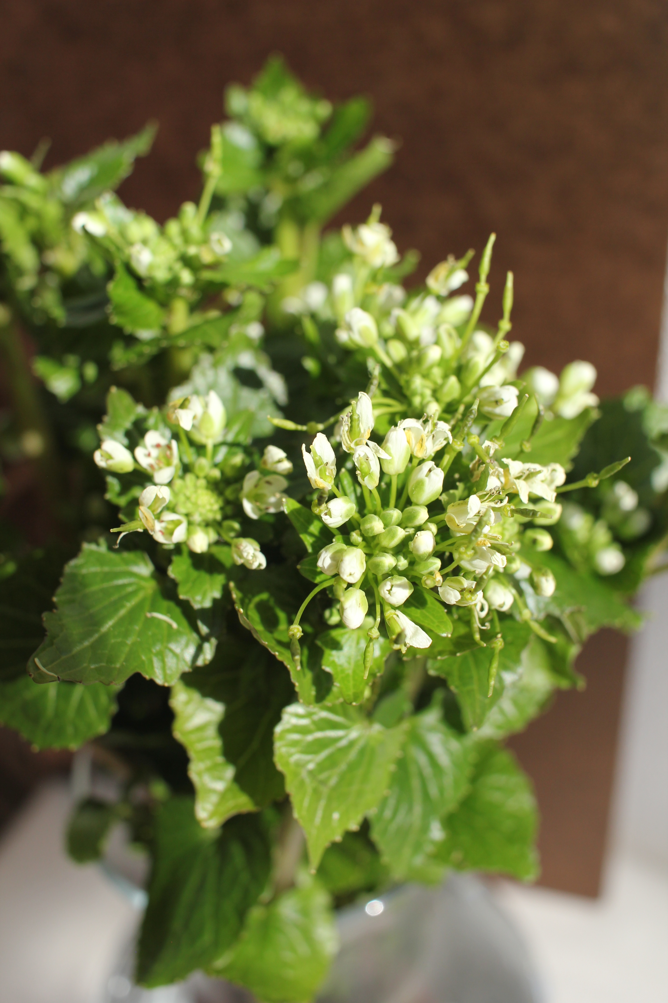 採れた時だけ！】期間限定！花芽と花わさびセット｜野菜の商品詳細