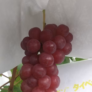 おすすめ＊スカーレット３～4房入り１ｋｇ