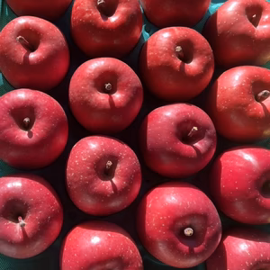 【2025プレミアムギフト】甘さと香りの贈り物❗️《濃厚食味‼️サンふじ》