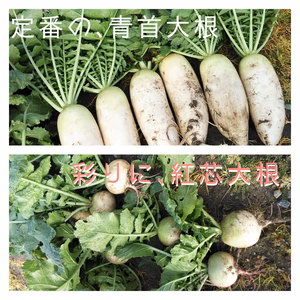 淡路島AwajicHorrorGardenの、掘りたて大根セット！+α