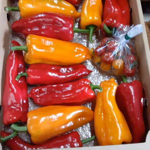 【坂本様限定】２月のフルーツパプリカ4,8kg+おまけ付き(ミニトマト)