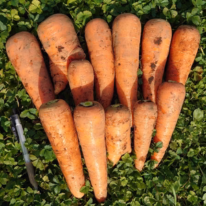 無農薬・無化学肥料栽培「土にこだわった人参」向陽（洗い・葉なし）