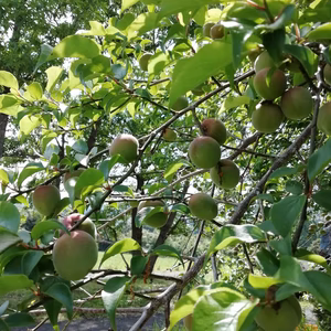 宮崎県産 小梅　青梅 無農薬