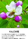 藤原黄金蜂蜜　栃とりんご　300ｇ2本セット　藤原養蜂場