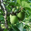 【予約販売】 爽やかな初夏の香り 和歌山県産 紀州南高梅 ご家庭用 約1kg