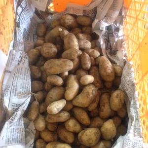 無農薬　たのしくメークイン5kg