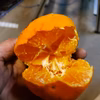 人気の味くらべセット　