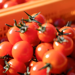 甘さ際立つミニトマト