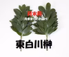 【月末用】神道の村からお届けする本榊『天然東白川榊』 