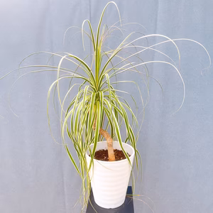 【在庫販売】　トックリラン　ノリナ　斑入り　トックリラン斑入り　観葉植物　ドライ