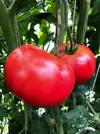 「加賀のトマト」完熟トマトのグラノーラ　完熟トマトのフリーズドライパウダー入り