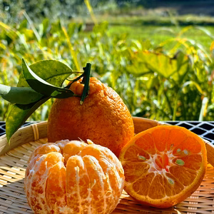 【訳あり・期間限定】tanecoの事務所の裏庭から届く ポンカン（3kg）