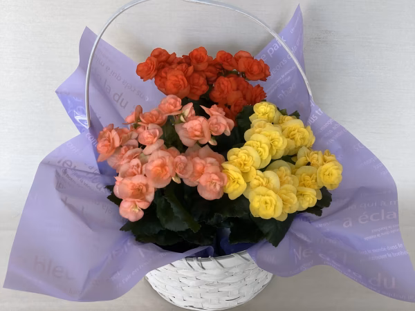 エラチオールベゴニア【バスケット３入】４寸　可愛らしい3色のベゴニア人気商品！