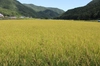 『白米』自然栽培のやさしい味を食卓に！　【認定米こしひかり】小里米！
