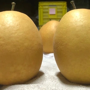 王秋梨　１１月上旬頃～　５キロ箱に５～９玉サイズの梨が入っています。