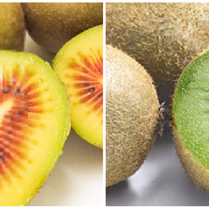 【防腐剤・化学肥料・農薬等不使用】レッドキウイ小玉1k&グリーンキウイ小玉1k