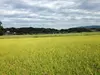 令和元年新米！白米！自然薯農家の米(ヒノヒカリ）熊本県有数の米の産地