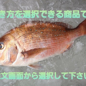 コロナ特売❕活〆日本本土最西端の海で大切に育てた真鯛