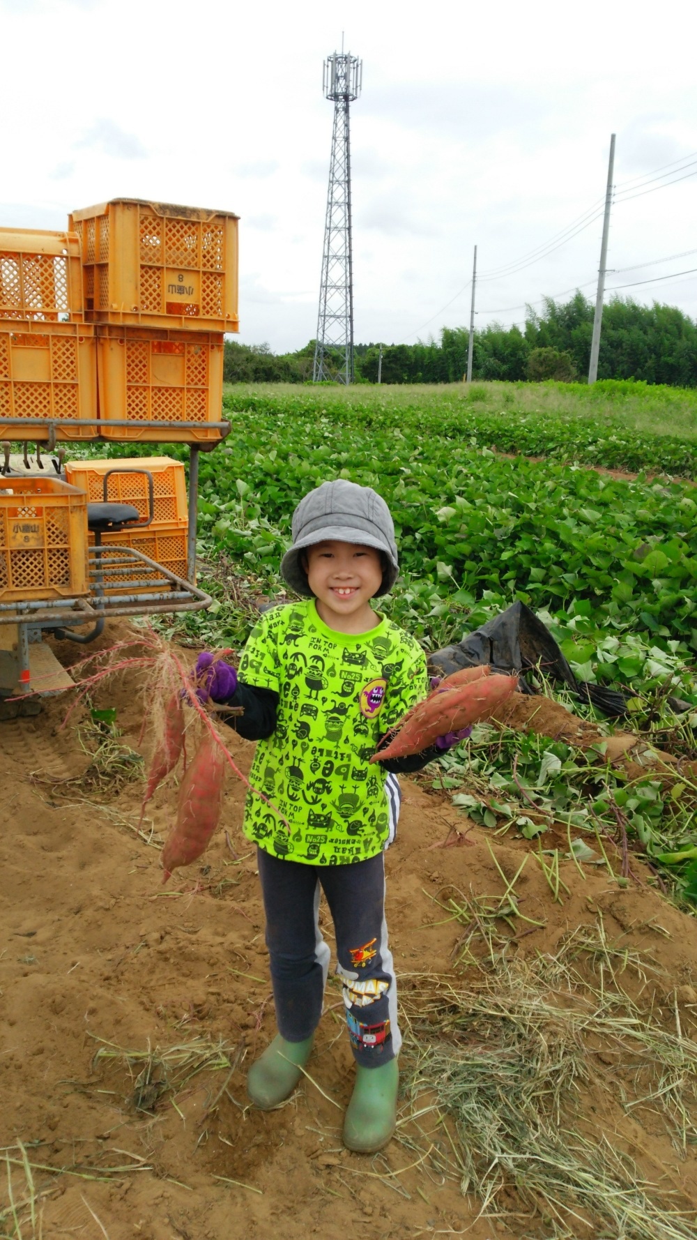 Premium紅はるか おはるちゃん ３ｋｇ 化粧箱入り 農家漁師から産地直送の通販 ポケットマルシェ