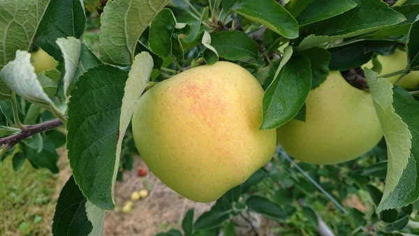 【先行予約】生産者が大好きな黄色いりんご！名月約1.5kg（10月お届け）