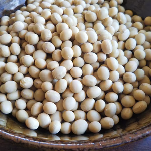 長野県伊那谷産 令和元年 ナカセンナリ 1.8キロ 300gパック