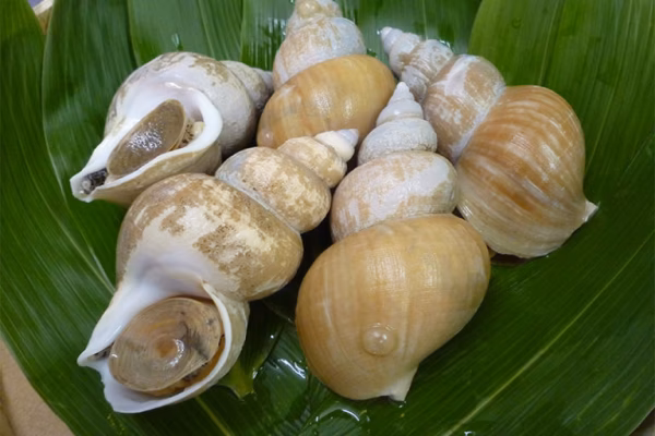 旨さ、笑顔２倍！白バイ貝お買い得むき身冷凍