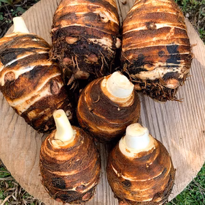 　お正月　縁起物　海老芋の親芋1.8Ｋ（５～８個）農薬不使用栽培