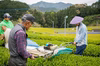 令和４年新茶❗️そのぎ玉緑茶  茶縁  つゆひかり（化粧箱なし）