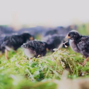 【動物福祉】に配慮して育った鶏肉と平飼い卵！