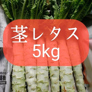 コリコリ食感がやみつき！茎レタス　５㎏