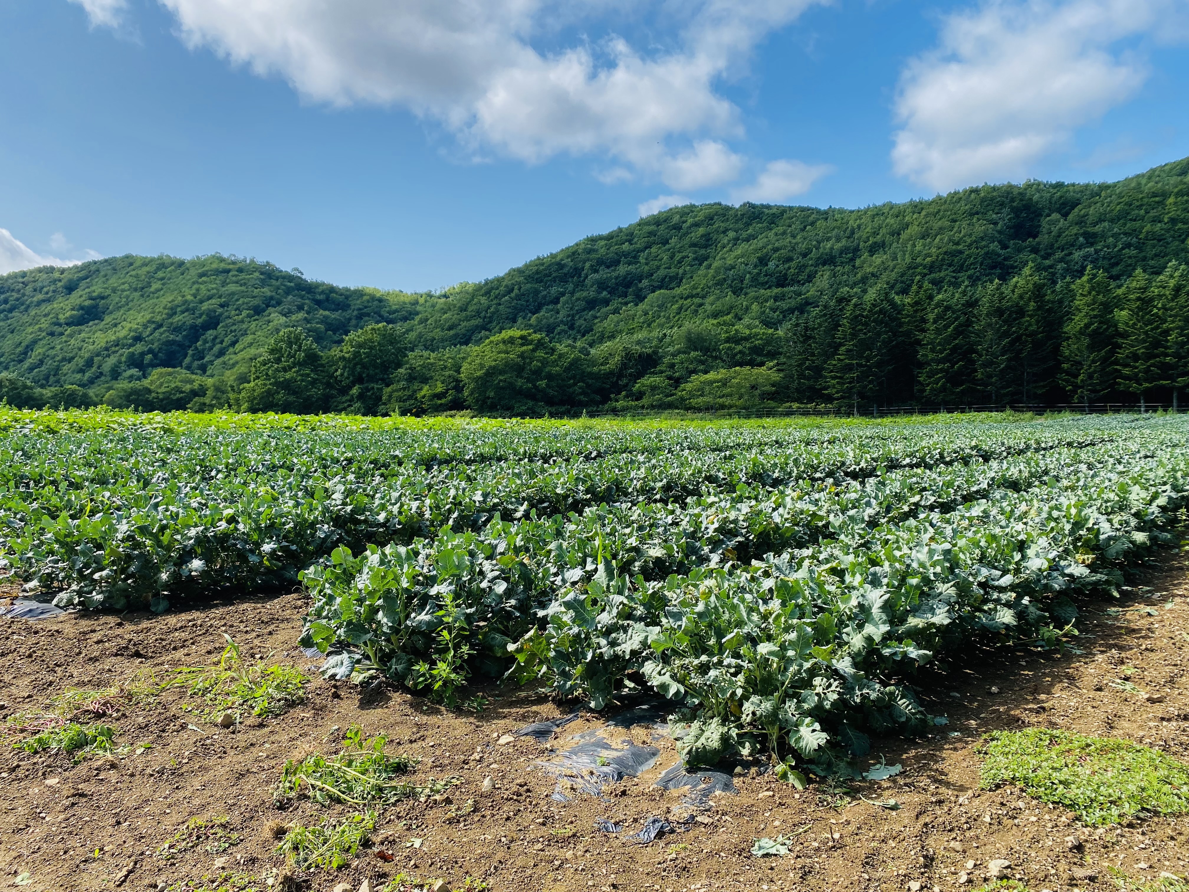 北海道紋別郡西興部村｜瀬戸牛農園｜岩越正剛さんの生産者