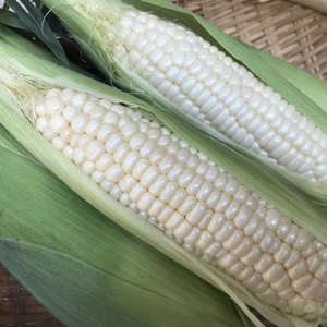 今が旬◎ホワイトスイートコーン【福岡県産】